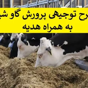 طرح توجیهی پرورش گاو شیری