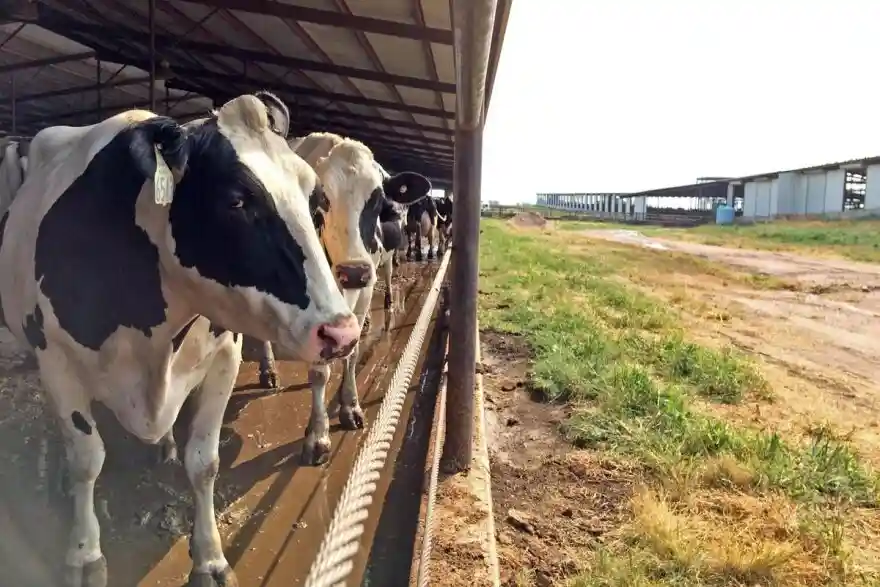 آیا پرورش گاو شیری مناسب است؟