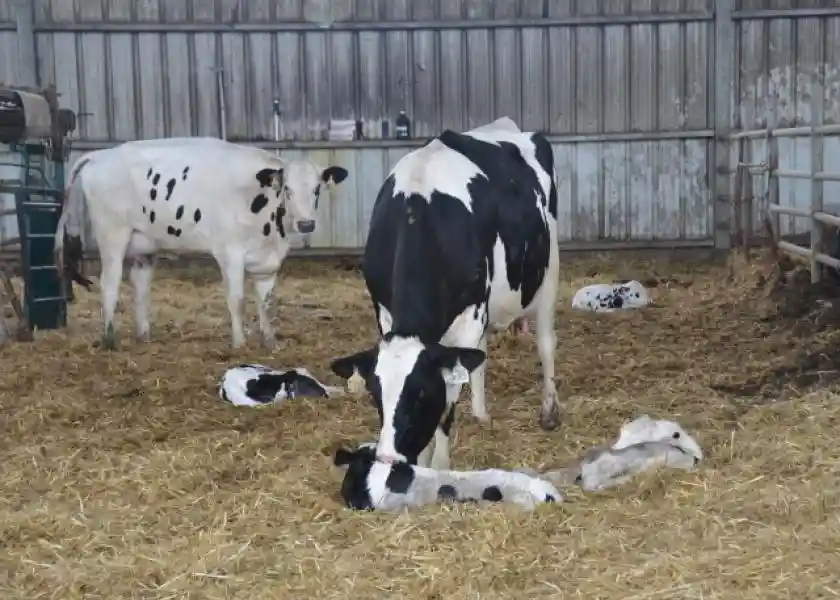 سرمایه لازم برای شروع پرورش گاو شیری