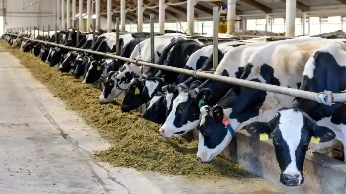 بهترین نمونه تکمیل شده طرح توجیهی پرورش گاو شیری