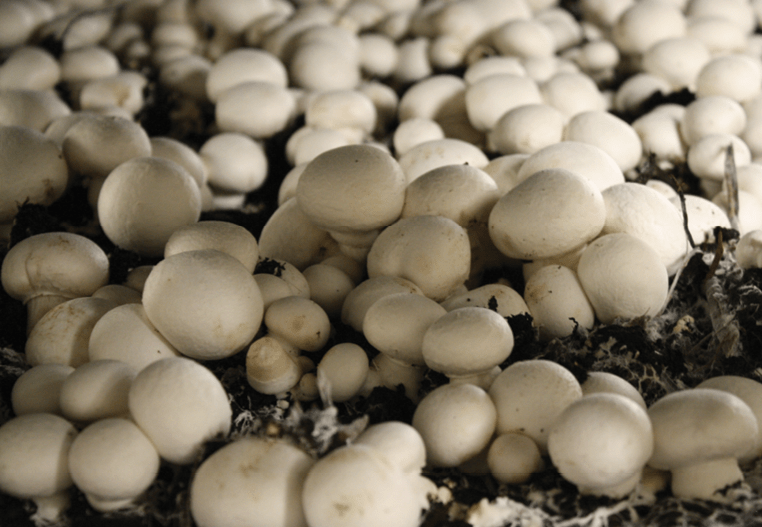 درآمد پرورش قارچ خوراکی