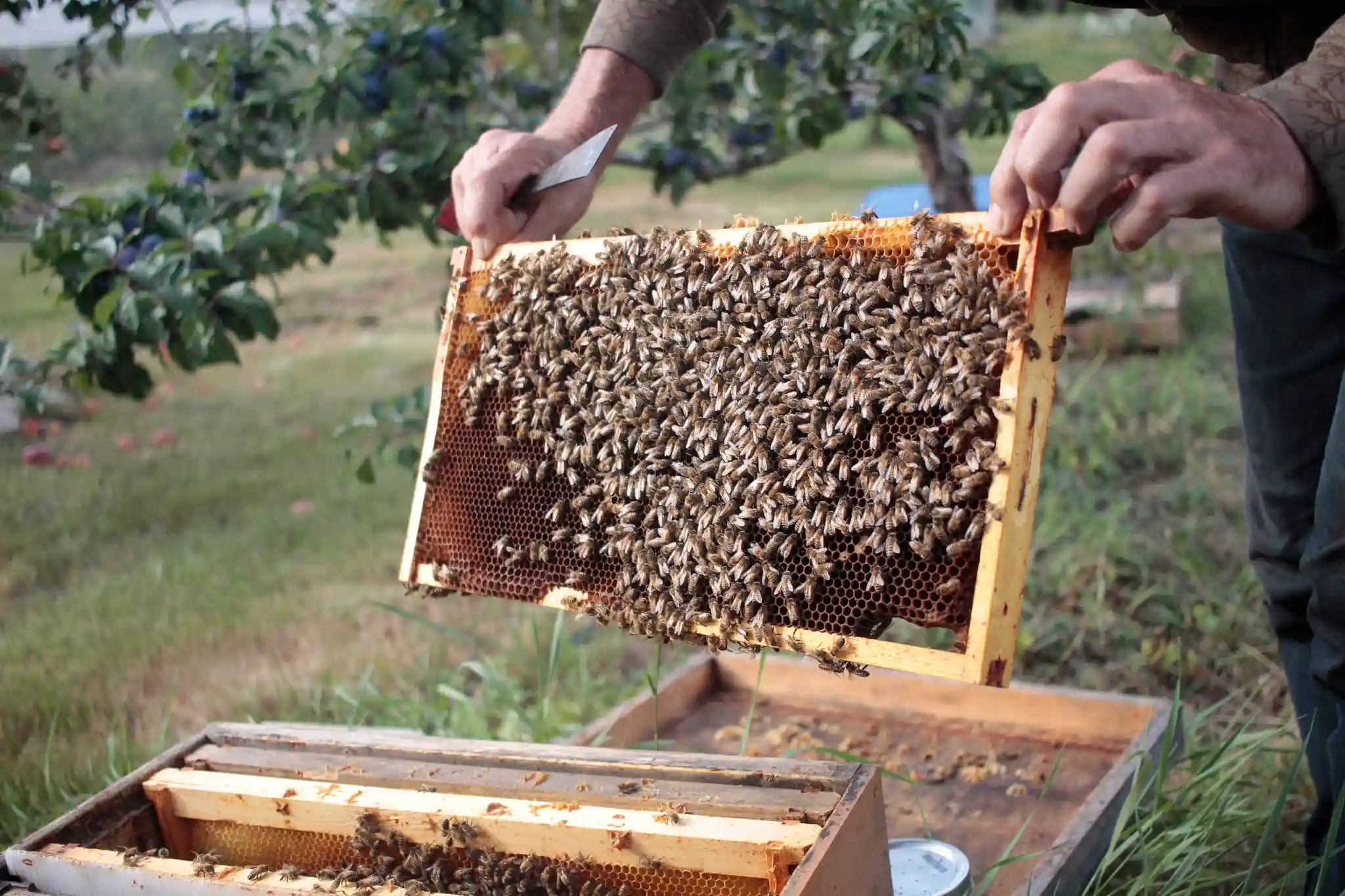 بهترین نمونه تکمیل شده طرح توجیهی پرورش زنبور عسل