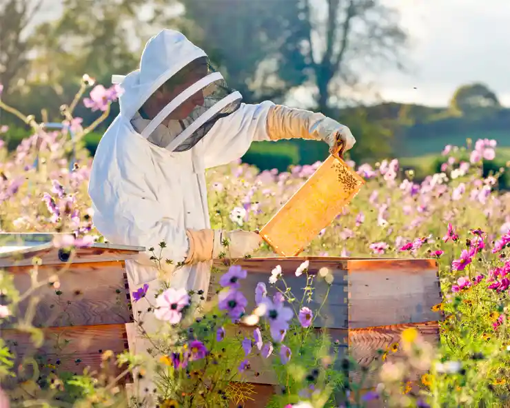 مروری بر شغل پرورش زنبور عسل