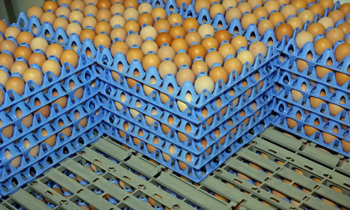 سرمایه لازم برای بسته بندی تخم مرغ