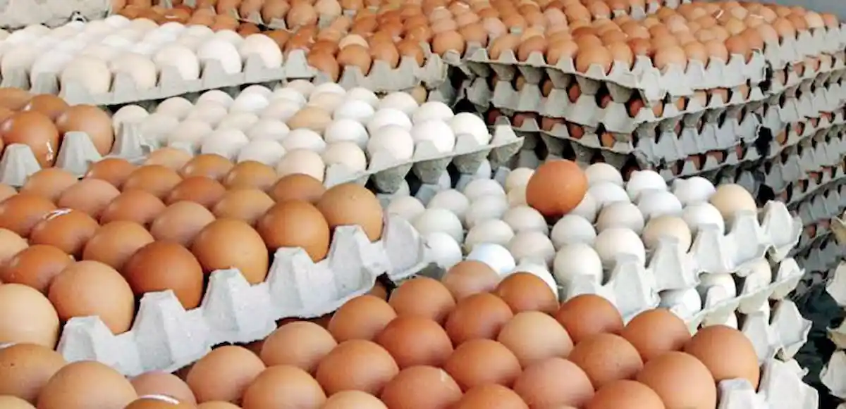 مجوز بسته بندی تخم مرغ