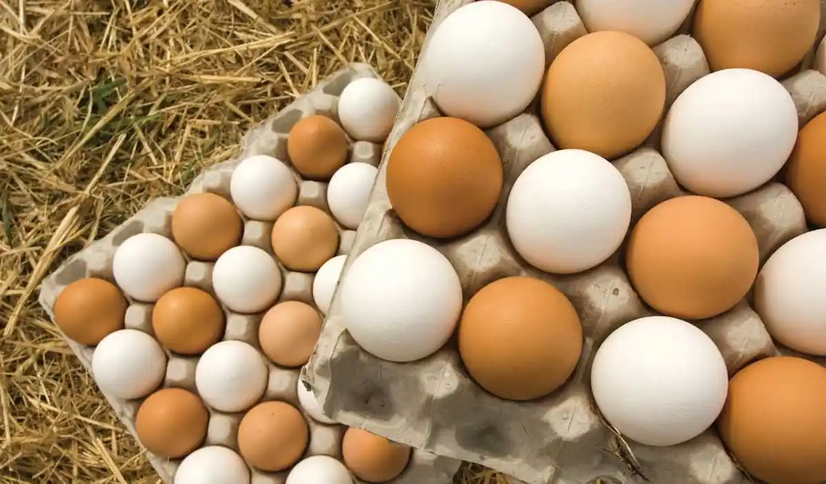 انواع بسته بندی تخم مرغ