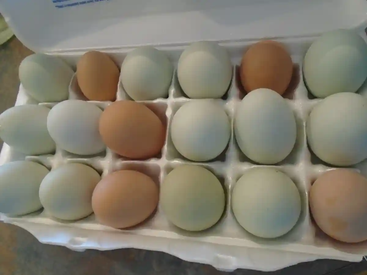 بسته بندی تخم مرغ ؛ بررسی جنبه های مختلف