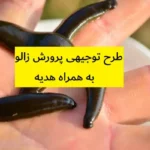 طرح توجیهی پرورش زالو
