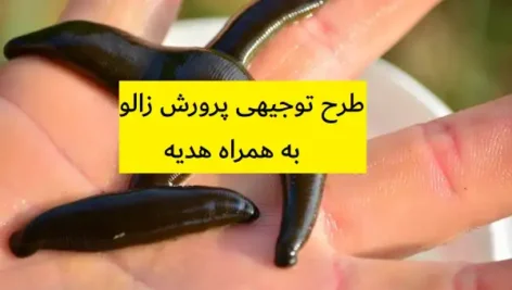 طرح توجیهی پرورش زالو