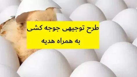 طرح توجیهی جوجه کشی