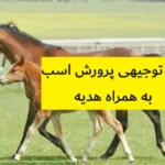 طرح توجیهی پرورش اسب
