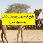 طرح توجیهی پرورش شتر