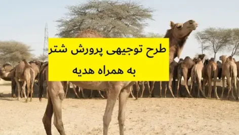 طرح توجیهی پرورش شتر
