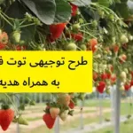 طرح توجیهی توت فرنگی