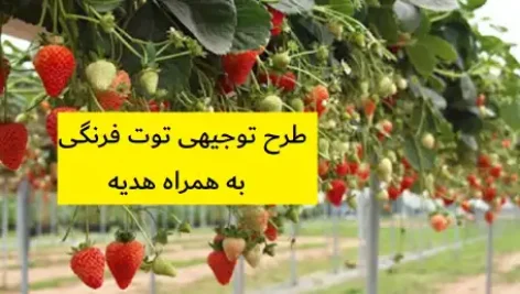 طرح توجیهی توت فرنگی