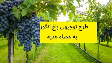 طرح توجیهی باغ انگور