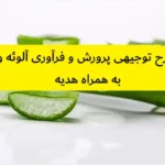 طرح توجیهی پرورش و فرآوری آلوئه ورا