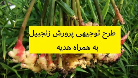 طرح توجیهی پرورش زنجبیل