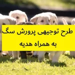 طرح توجیهی پرورش سگ
