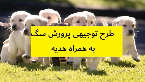 طرح توجیهی پرورش سگ