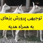 طرح توجیهی پرورش بزهای سانن