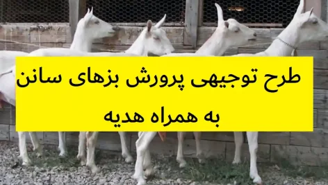 طرح توجیهی پرورش بزهای سانن