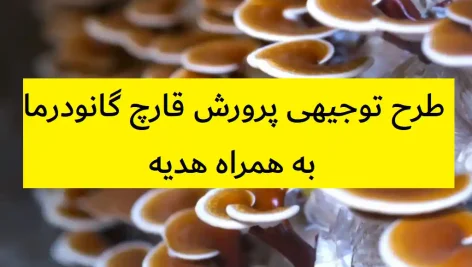 طرح توجیهی پرورش قارچ گانودرما
