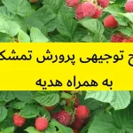 طرح توجیهی پرورش تمشک