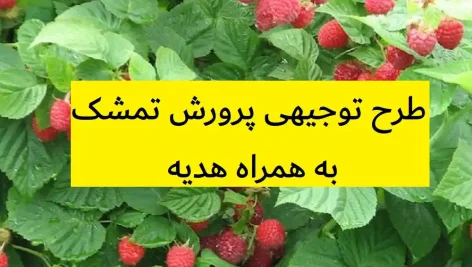 طرح توجیهی پرورش تمشک