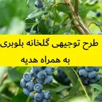 طرح توجیهی گلخانه بلوبری