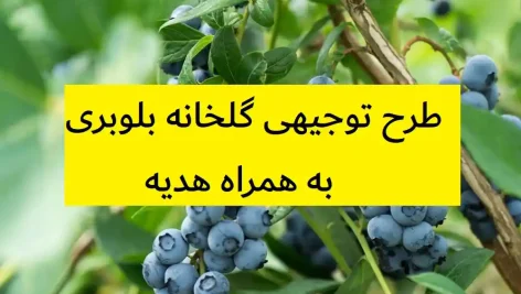طرح توجیهی گلخانه بلوبری
