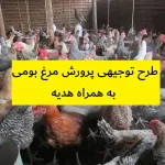 طرح توجیهی پرورش مرغ بومی