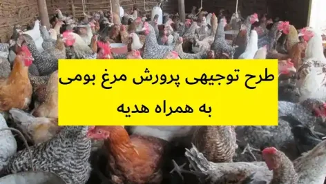 طرح توجیهی پرورش مرغ بومی