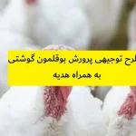 طرح توجیهی پرورش بوقلمون گوشتی