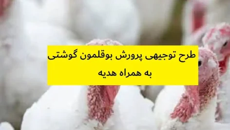 طرح توجیهی پرورش بوقلمون گوشتی