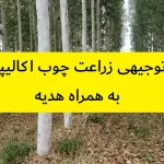 طرح توجیهی زراعت چوب اکالیپتوس