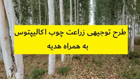 طرح توجیهی زراعت چوب اکالیپتوس