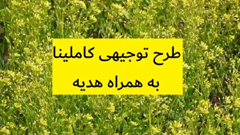 طرح توجیهی کاملینا