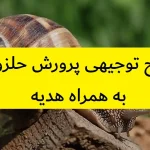 طرح توجیهی پرورش حلزون