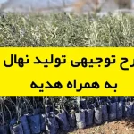 طرح توجیهی تولید نهال