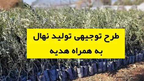 طرح توجیهی تولید نهال