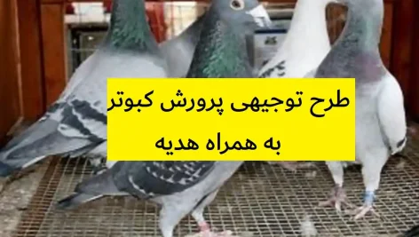 طرح توجیهی پرورش کبوتر