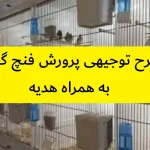 طرح توجیهی پرورش فنچ گلدین