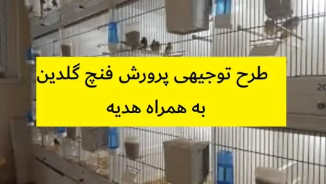 طرح توجیهی پرورش فنچ گلدین