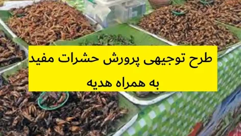 طرح توجیهی پرورش حشرات مفید