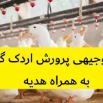 طرح توجیهی پرورش اردک گوشتی