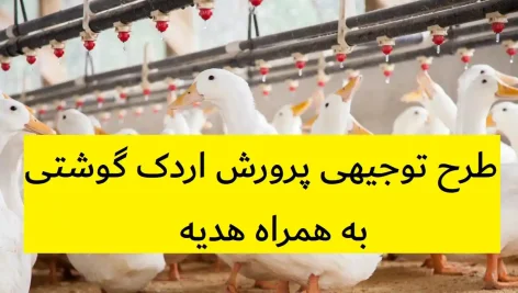 طرح توجیهی پرورش اردک گوشتی