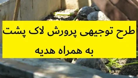 طرح توجیهی پرورش لاک پشت