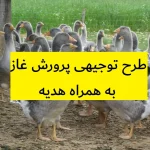 طرح توجیهی پرورش غاز