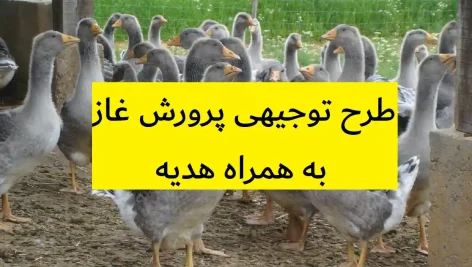 طرح توجیهی پرورش غاز